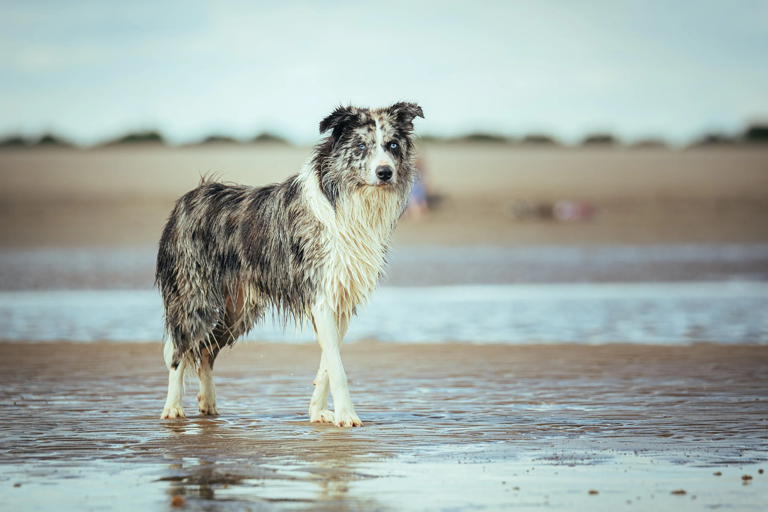 Dog walk beach-30.jpg