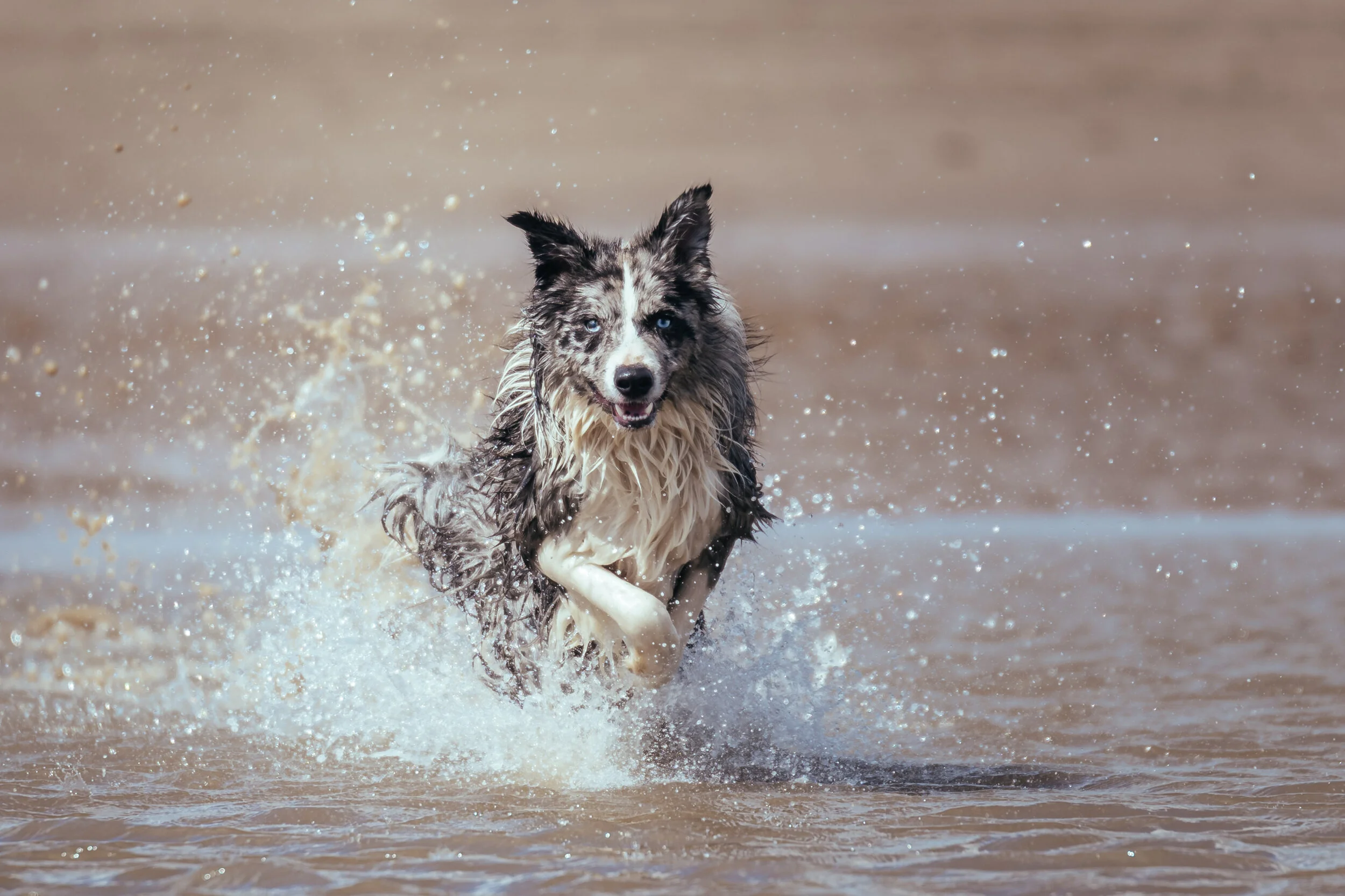 Dog walk beach-35.jpg