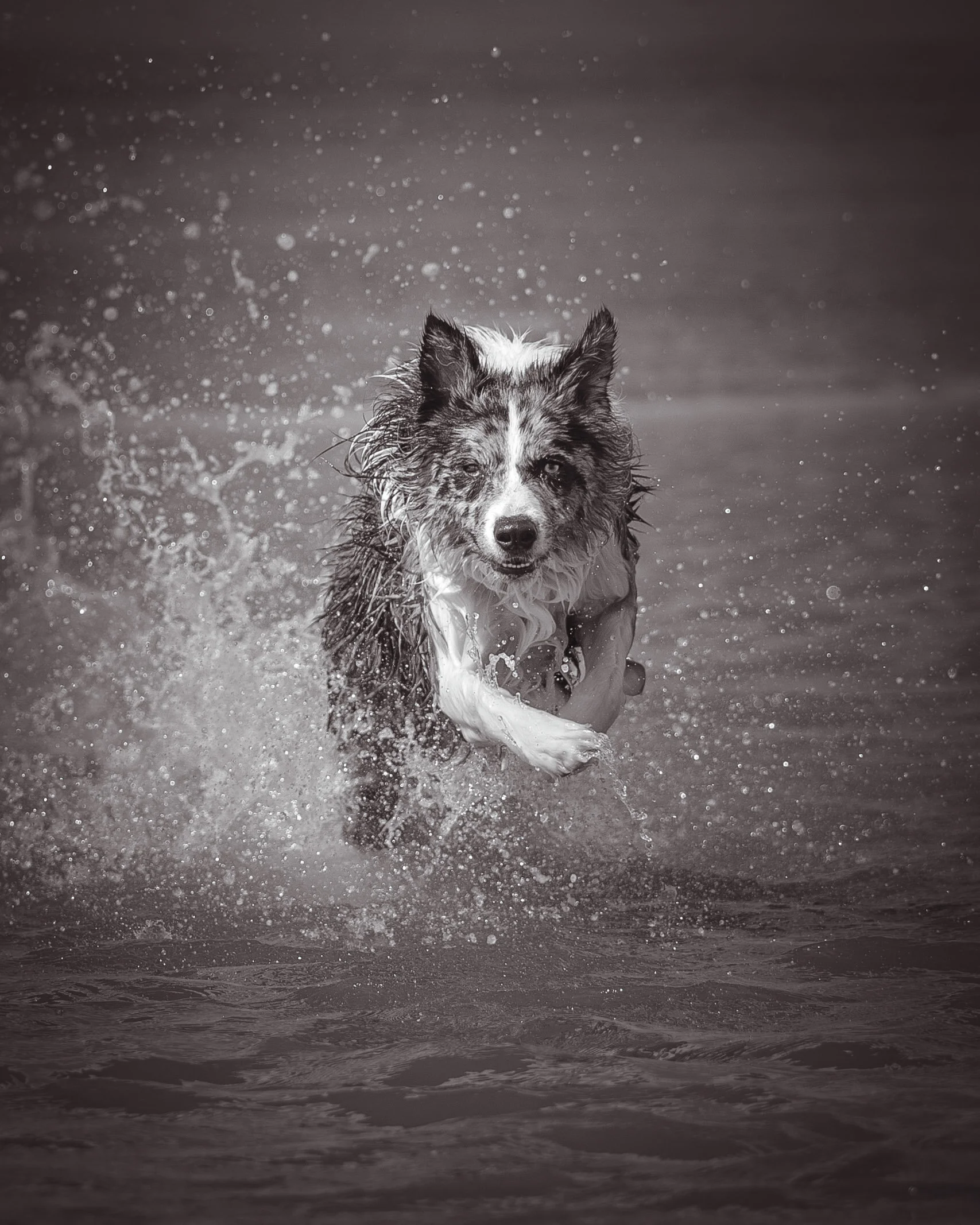 Dog walk beach-42.jpg