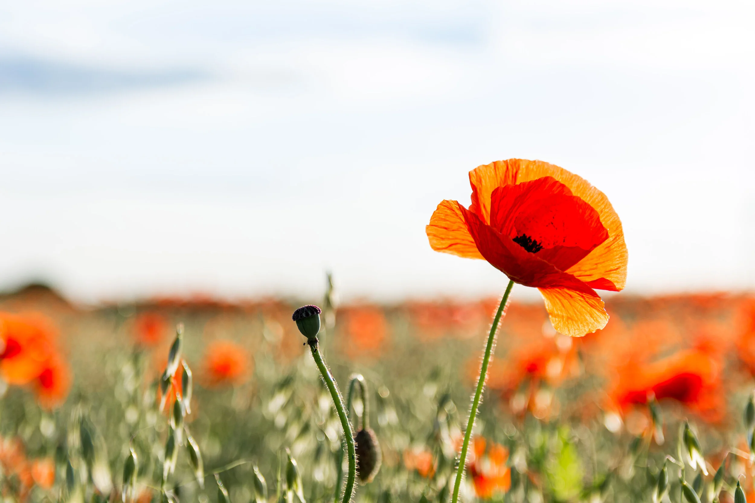 poppy-11.jpg
