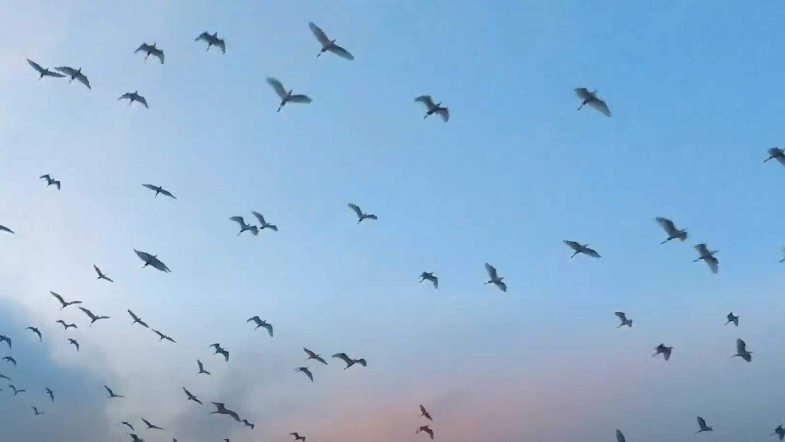 A flock of birds flying in a clear sky during sunset or sunrise.