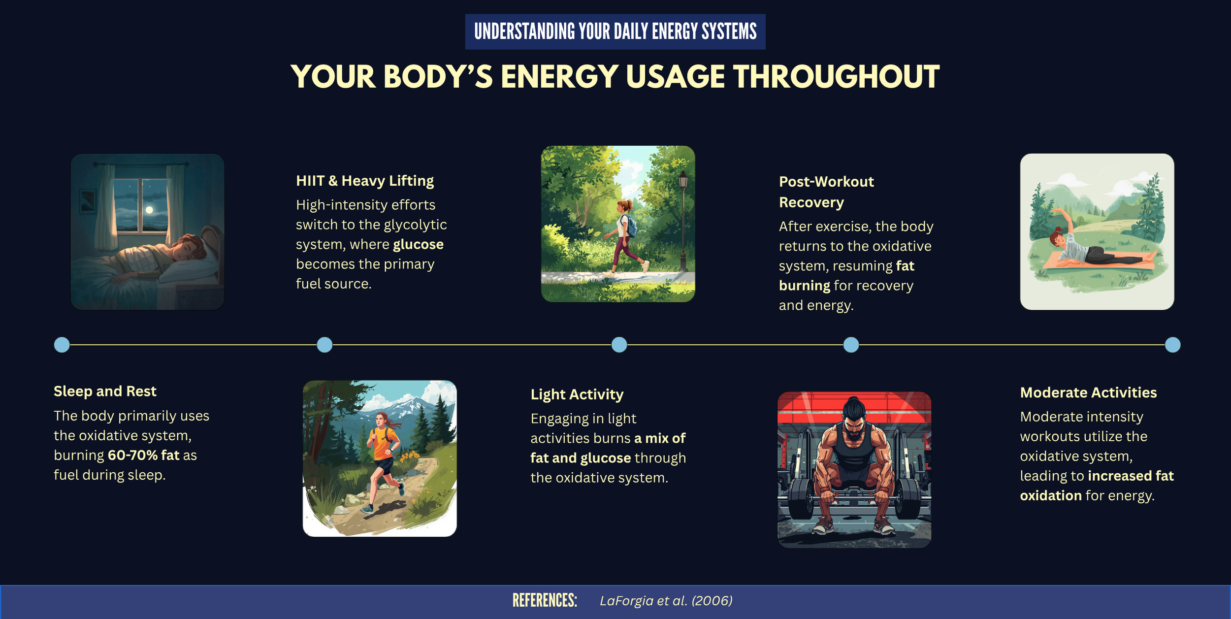 How your body uses energy throughout the day — energy systems and fat burning explained