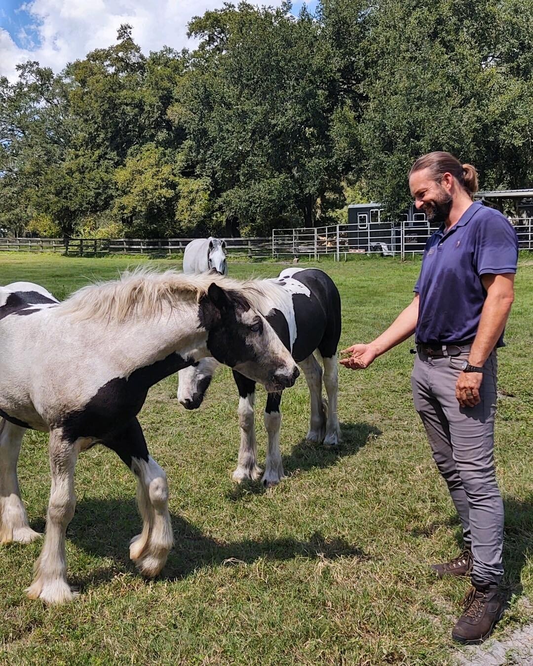 Love saying hey to the babies when I&rsquo;m at the Gypsy Vanner ranch!  Such sweet dispositions.