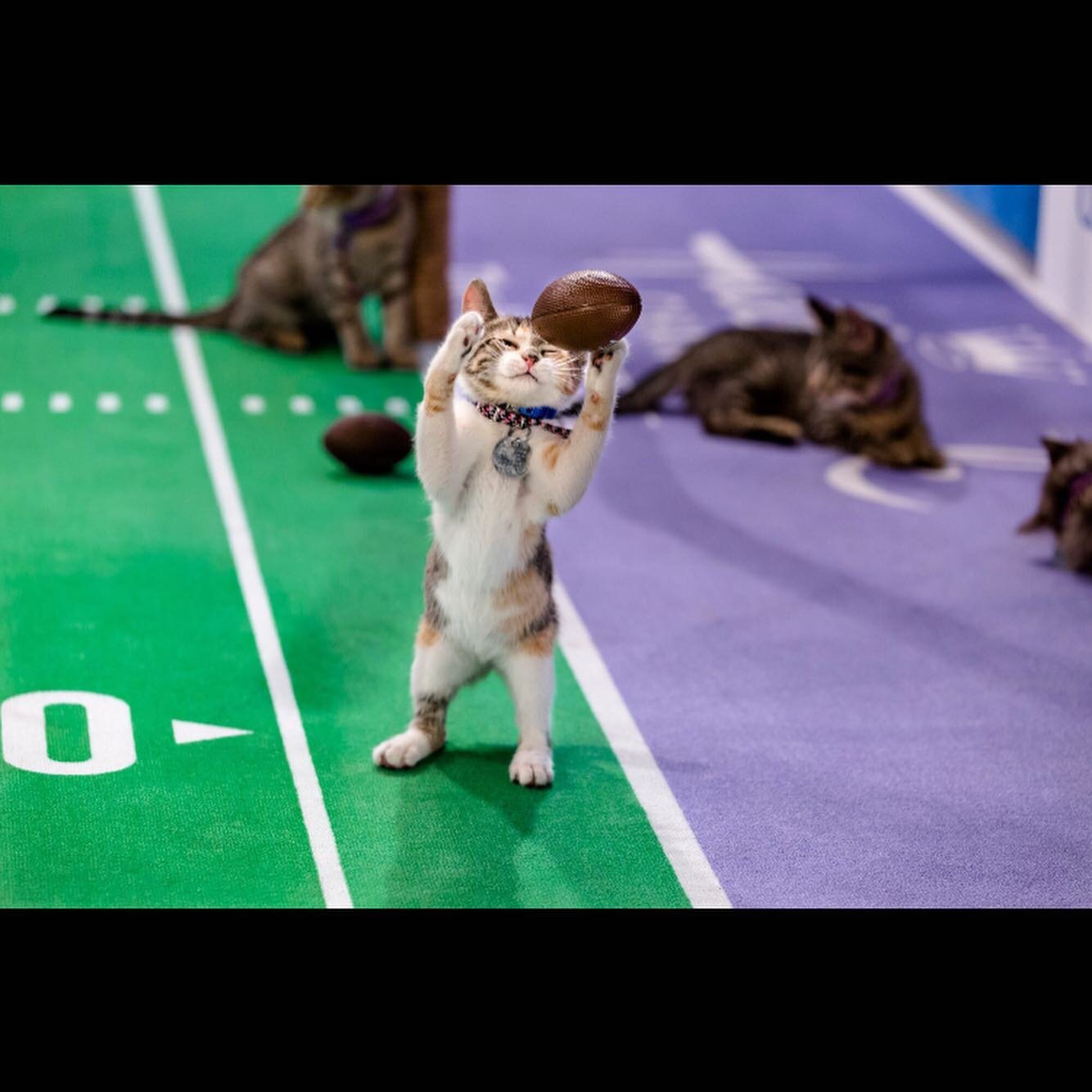 Hallmark Channel's KITTEN BOWL wants to see your cats in action! Funny tricks, unique grooming habits, adorable sleeping, crazy play - we want them all! To be featured in our 2021 show please submit short &quot;viral worthy&quot; videos of your cat, 
