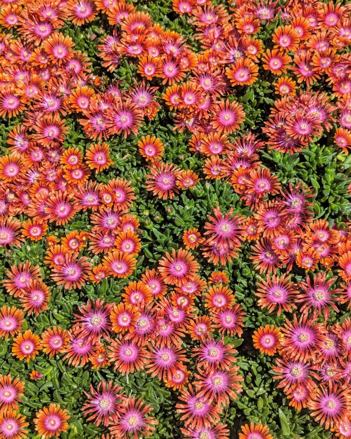 Just something beautiful from our garden to brighten your day!