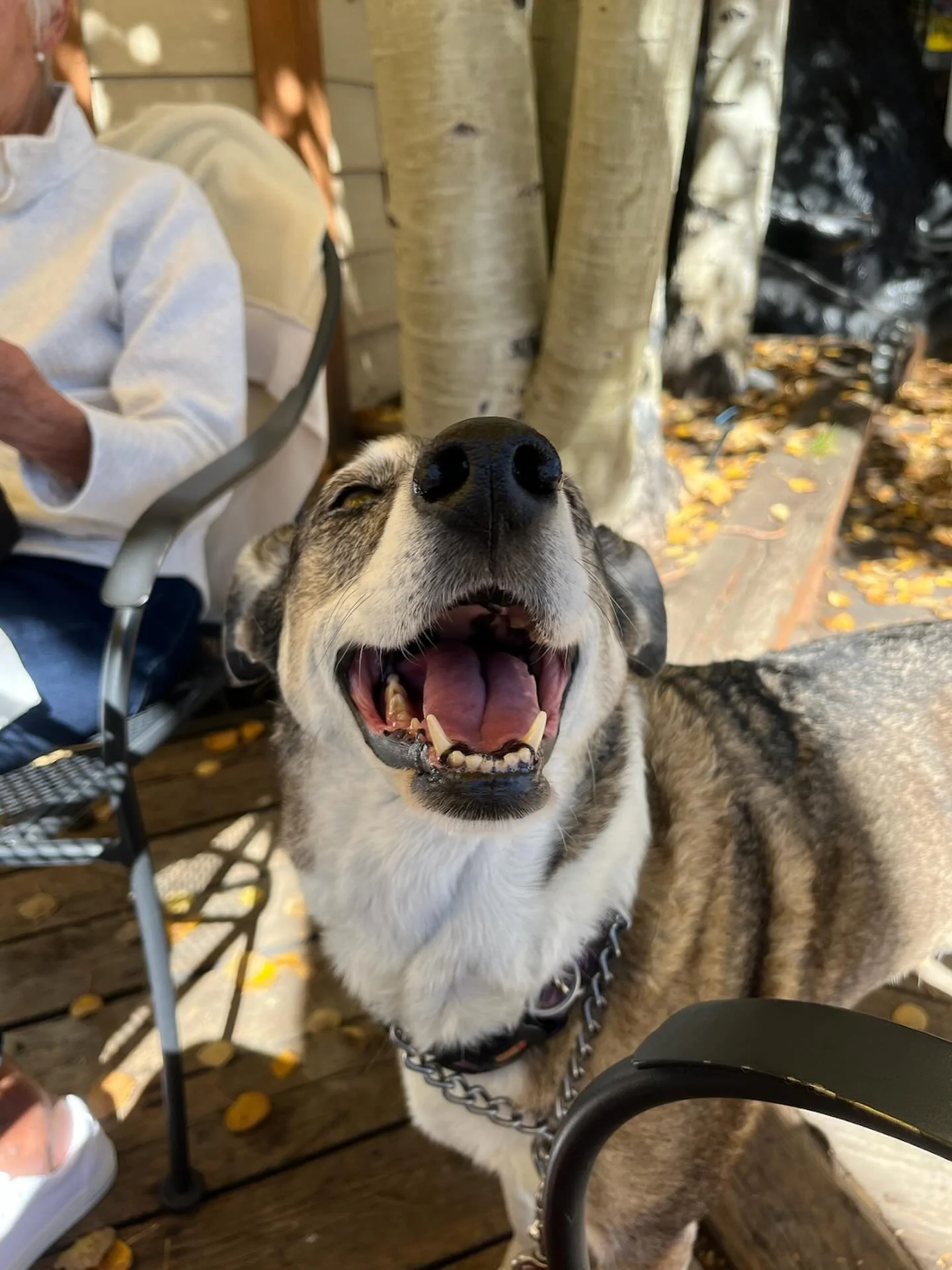 Meet Koko! 🐾
With a dog friendly hotel comes dog friendly recomendations! Try Bread+Salt (@breadandsalt_frisco) on Main Street. With a dog friendly patio, it’s a perfect place to enjoy the last of these golden Frisco colors!