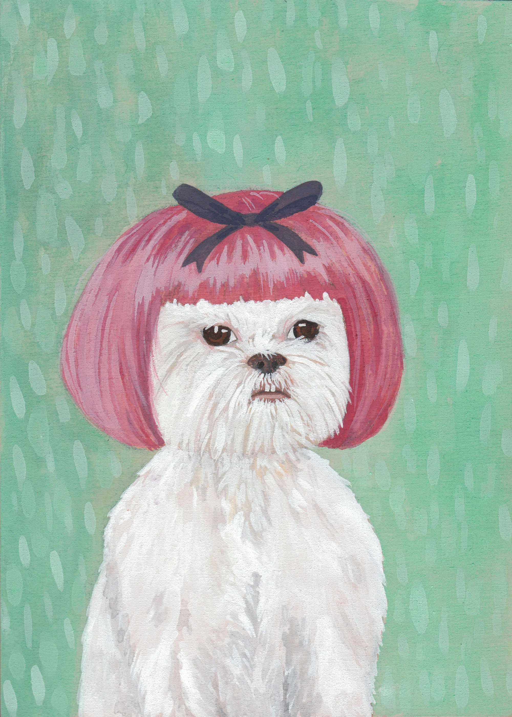 I shih tzu not