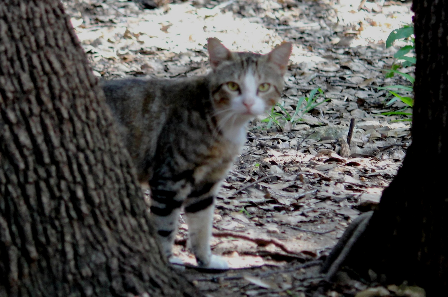 Trapping – Texas Cat Org
