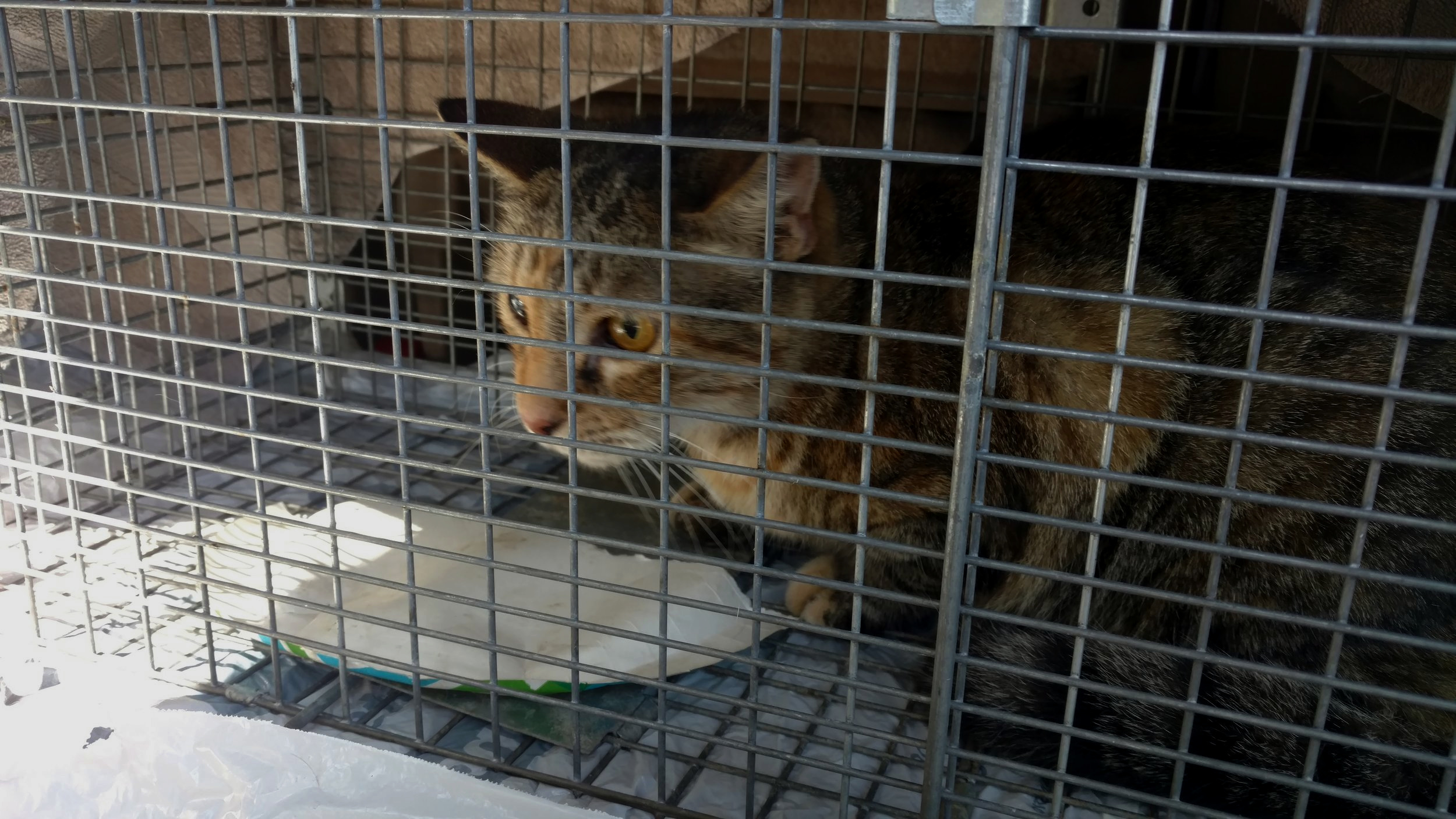 Trapping – Texas Cat Org