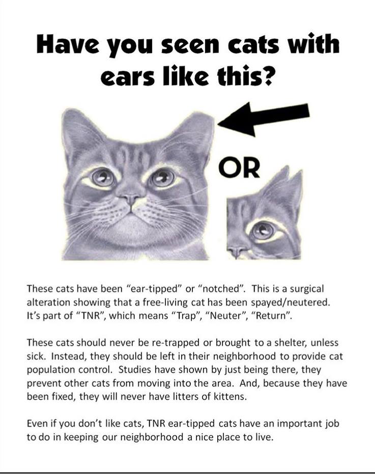 ear tipped cat meaning