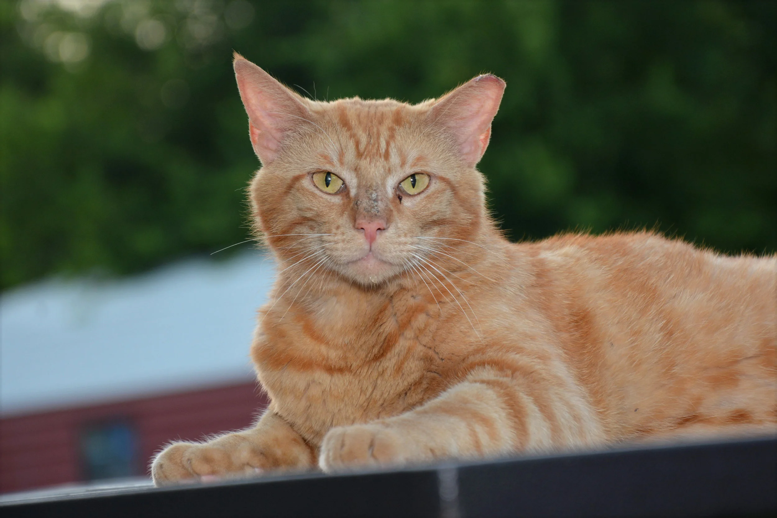 Neighborhood Cats, How to TNR