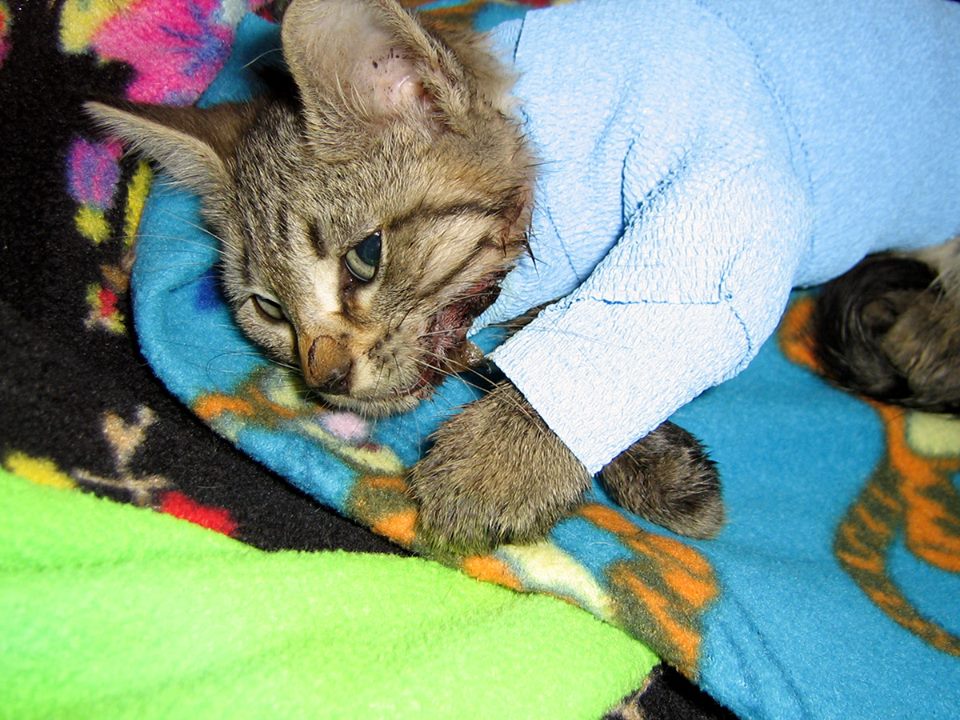 Sick Or Injured Cats — Tnr Texas