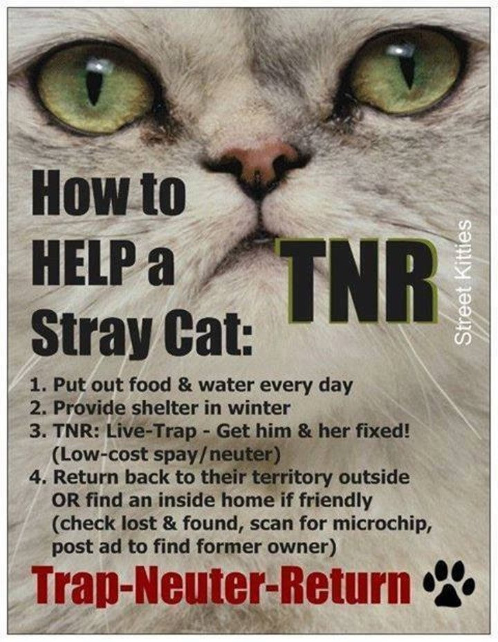 kitten neuter cost