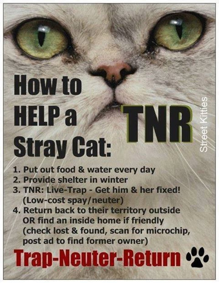 Spaying a Cat: Everything You Need to Know | Small Door Veterinary