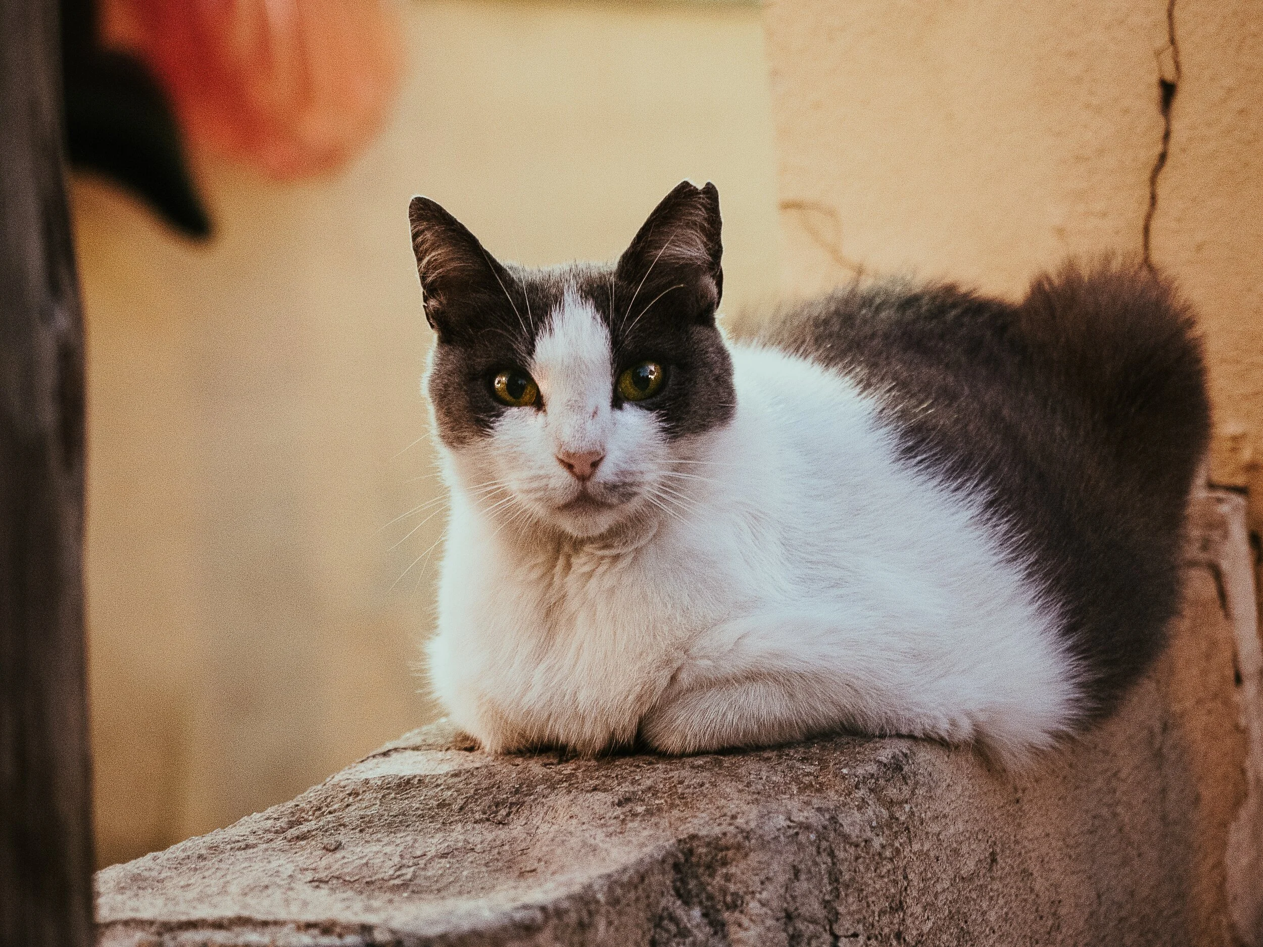 lost cat finder near me