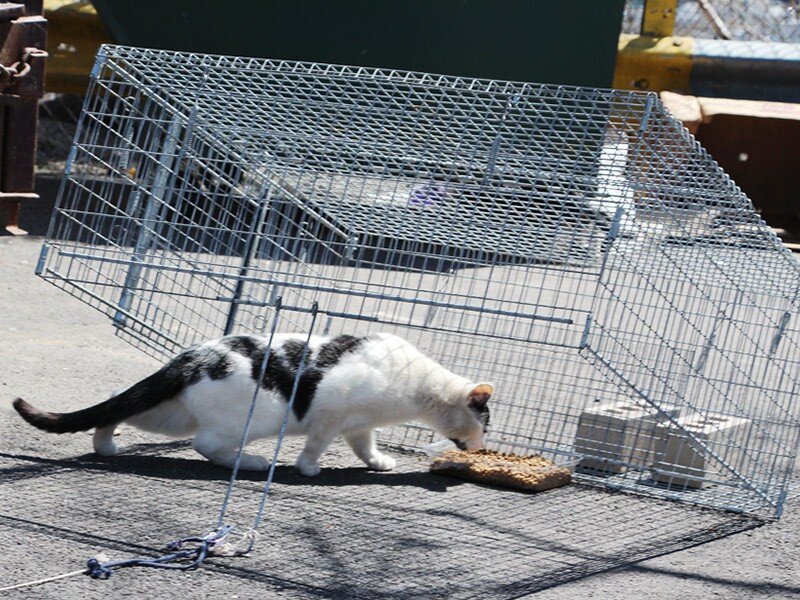 Cat Trap Fever: Austin Humane Society needs help taming feral cat