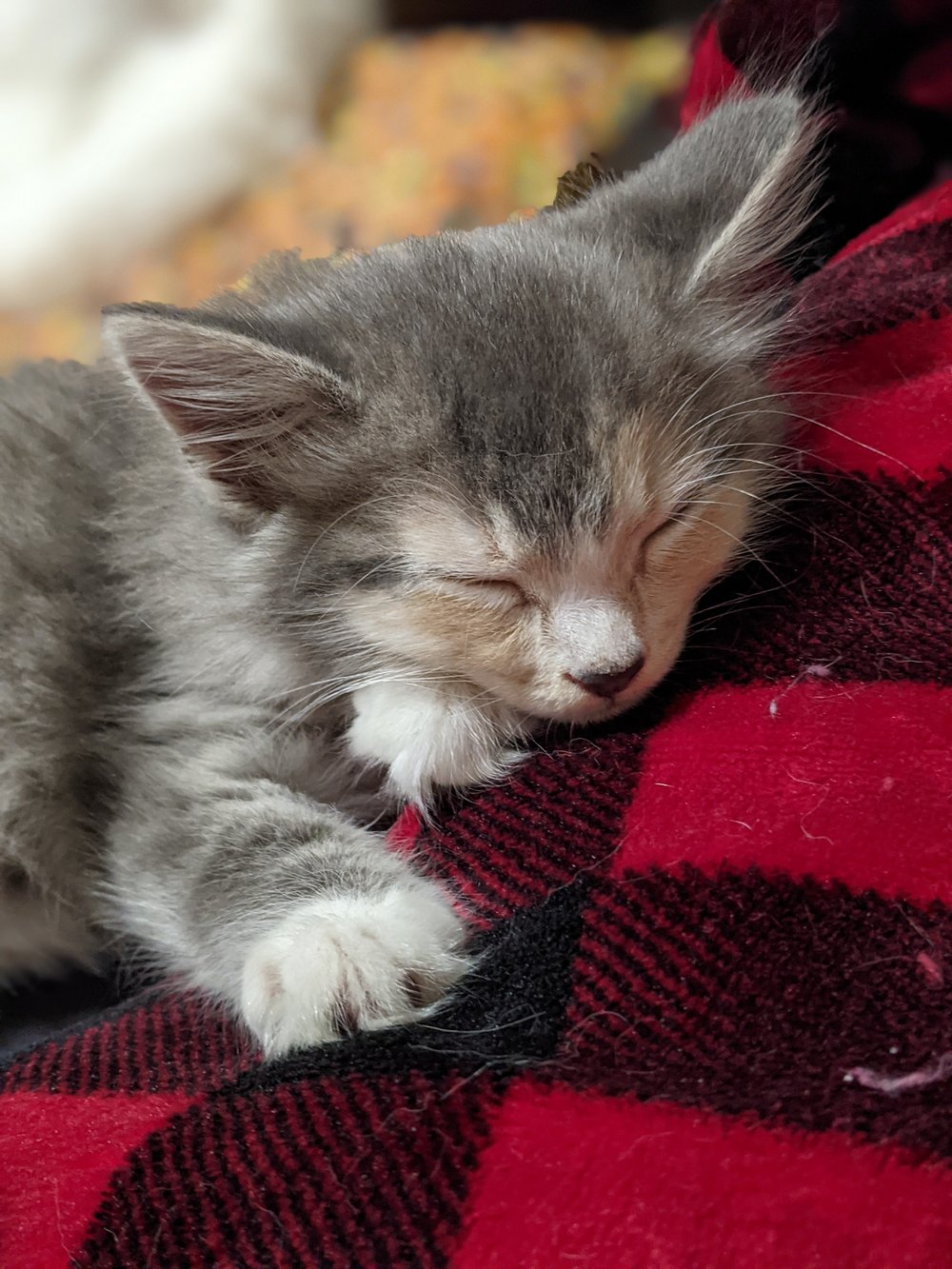 East Texas — TNR Texas East Texas — TNR Texas