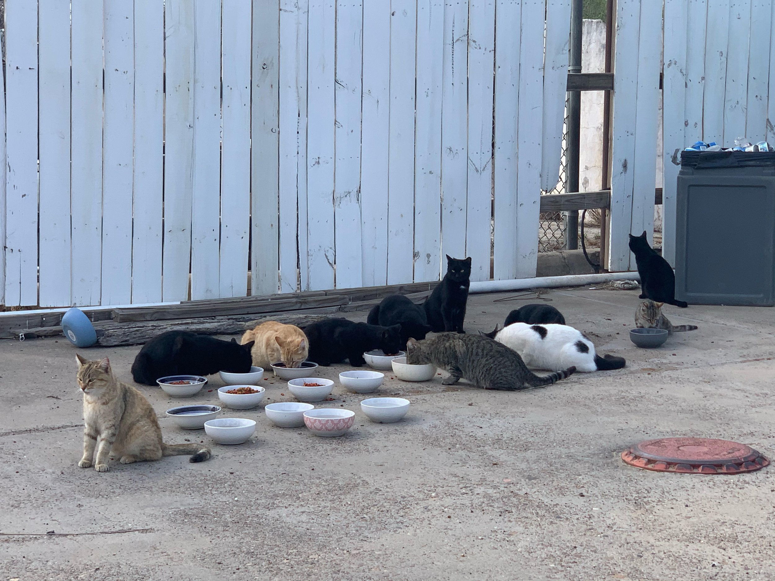 Volunteers build feral cat houses for homeless felines in the county