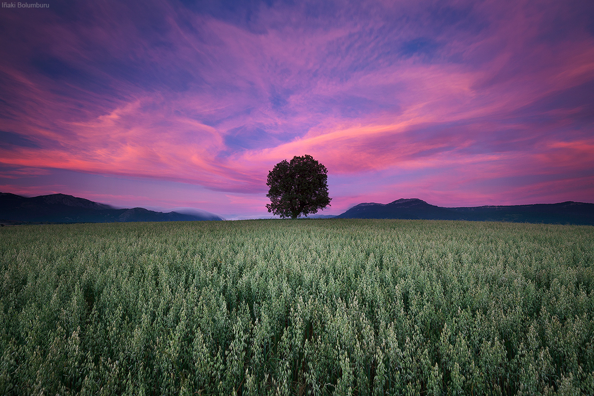 nature-2.jpg