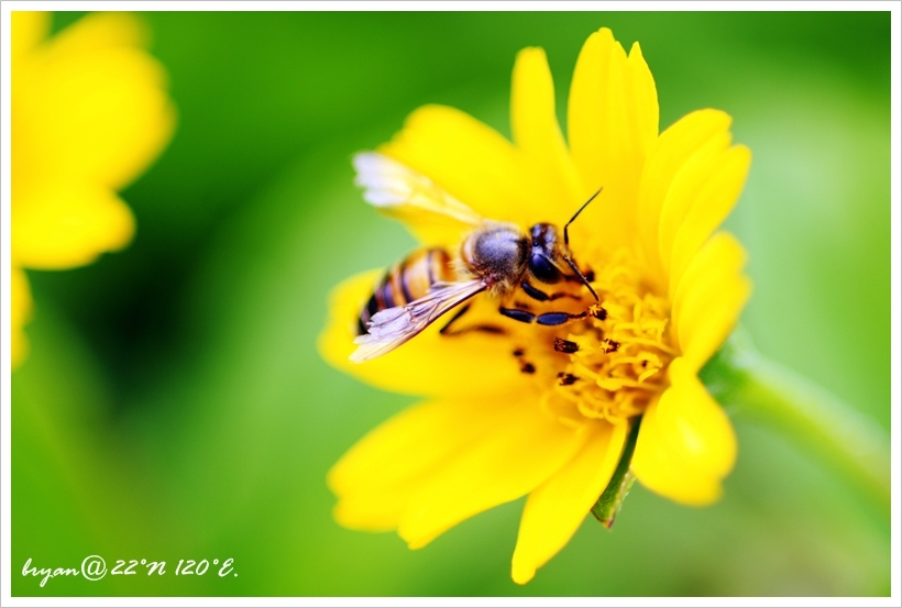 bees.jpg
