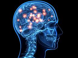 brain.jpeg
