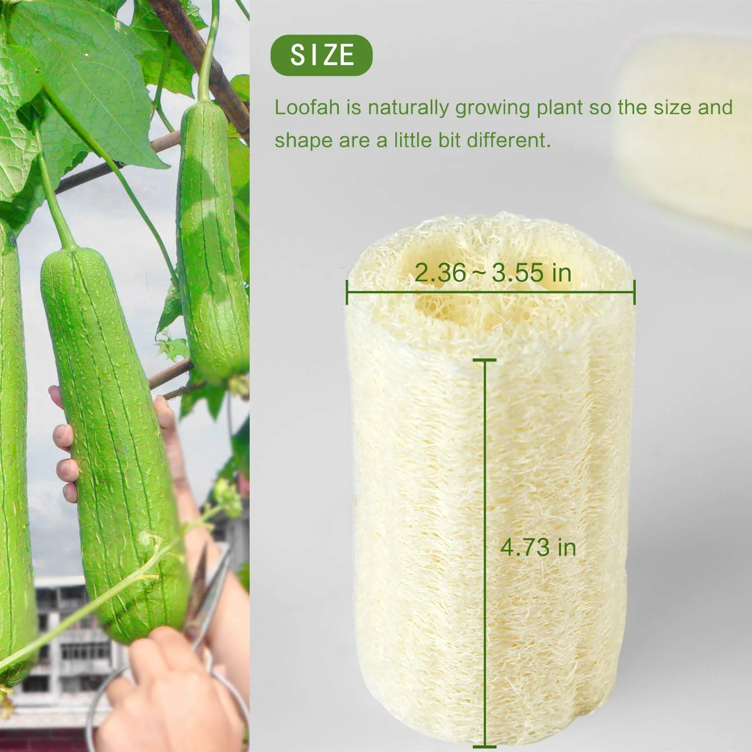 Loofah (2).jpg
