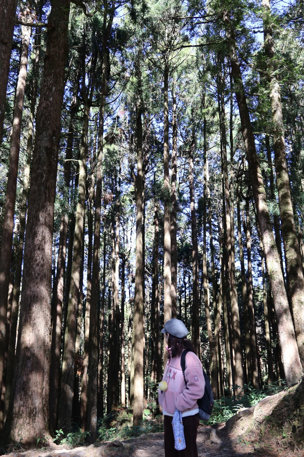 在阿里山森林里