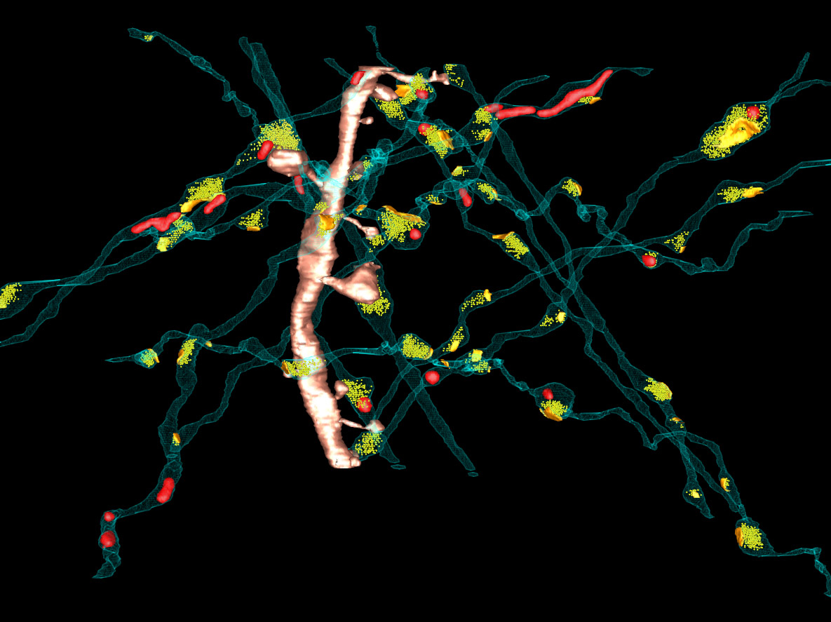 SBEM axons and synapses.jpg