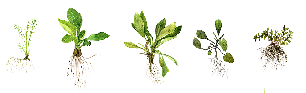 weeds color.png
