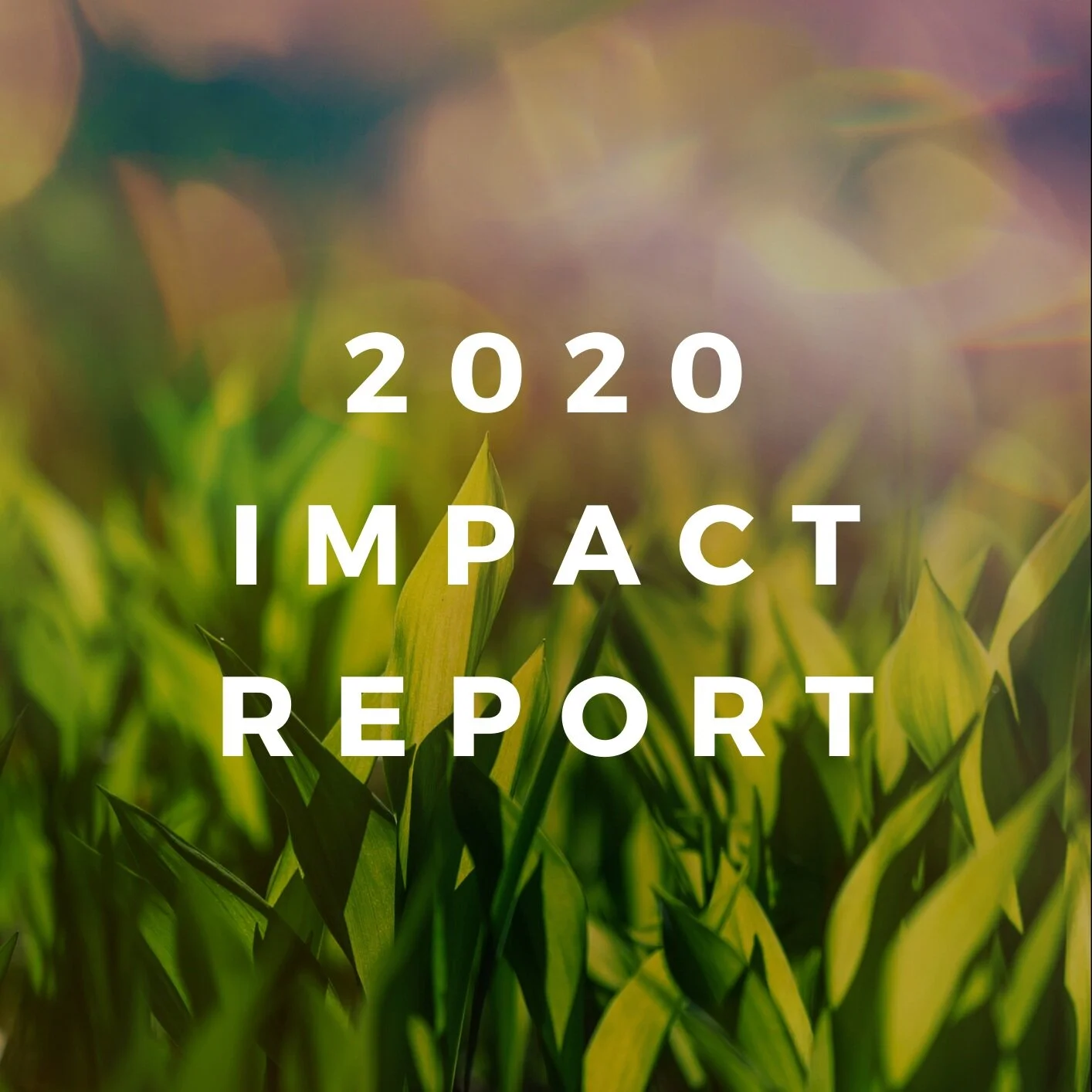 Announcing our 2020 Impact Report!