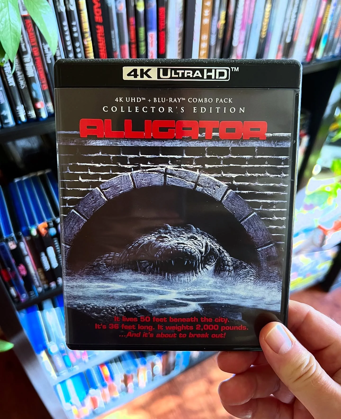 Happy 45th anniversary to ALLIGATOR starring Robert Forster! Listen to our review on Spotify, Apple Podcasts, and YouTube!

www.podcastingafterdark.com/padepisodes/alligator-1980-review
&mdash;&mdash;&mdash;&mdash;&mdash;&mdash;&mdash;&mdash;&mdash;&