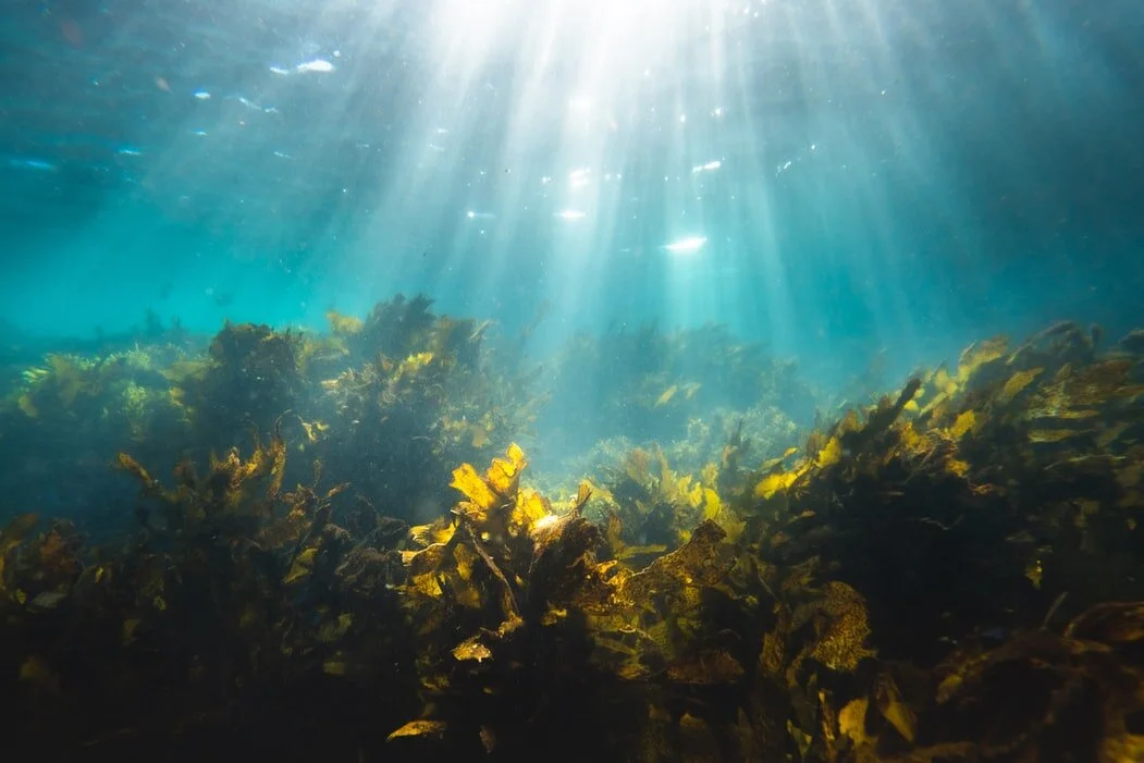 EP62: Seaweed Farms, Space Waste Management, and Rock Packaging  (Special Ep)
