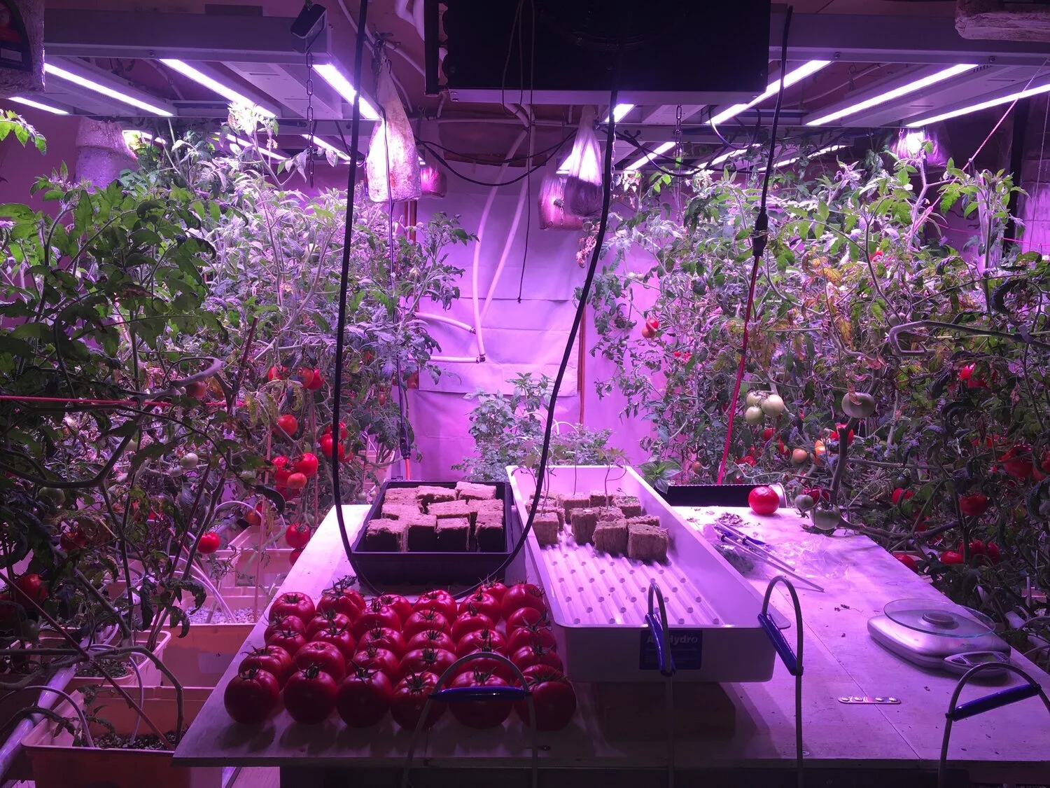 EP70: Growing an indoor tomato farm empire - Rydro Farming