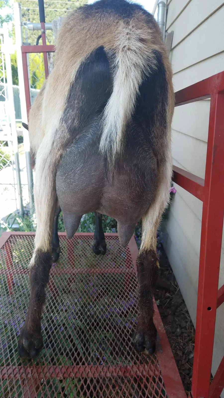 Resized_20180508_081047_6376.jpeg