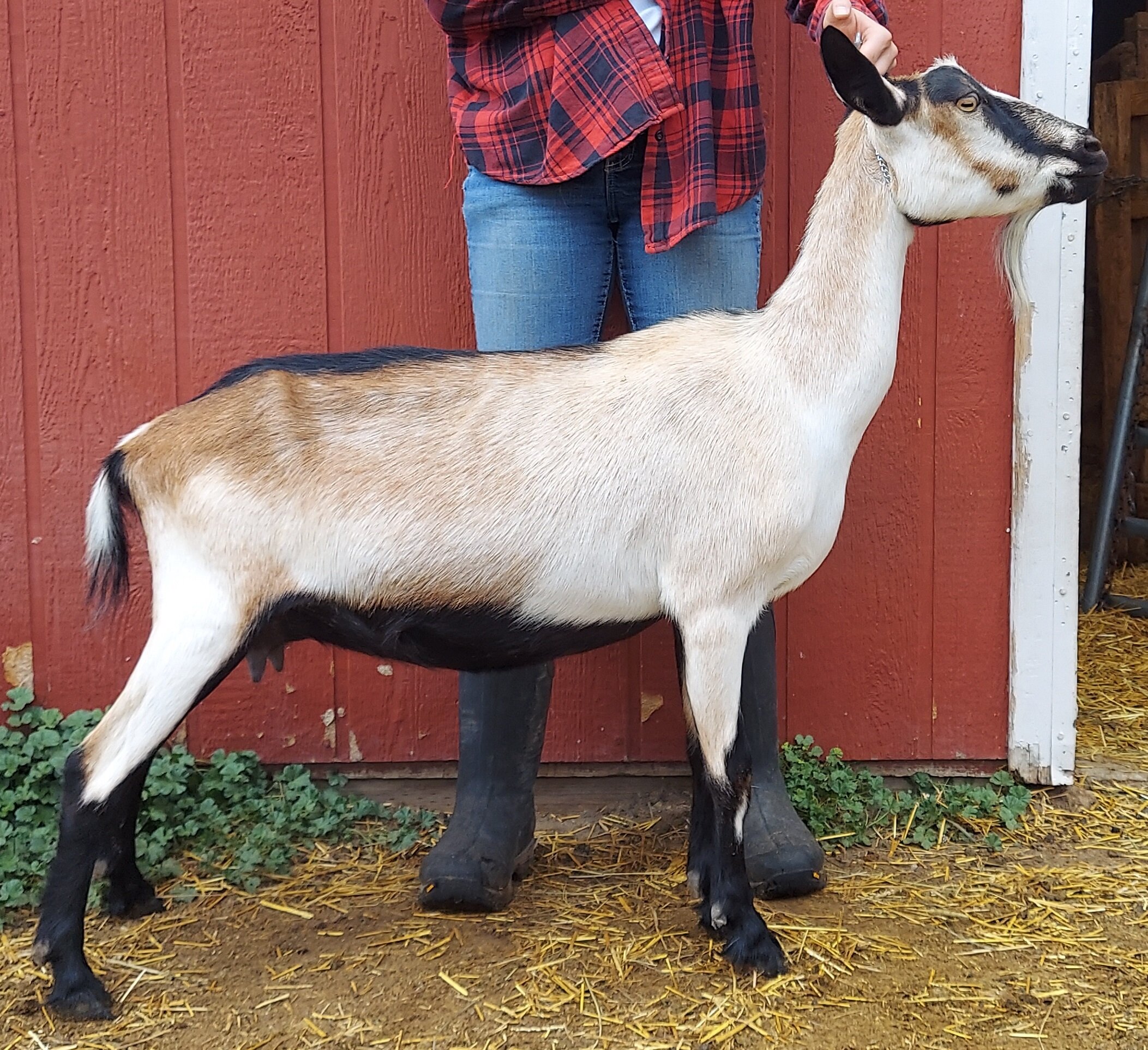 Elise side Aug 8, 2021.jpg