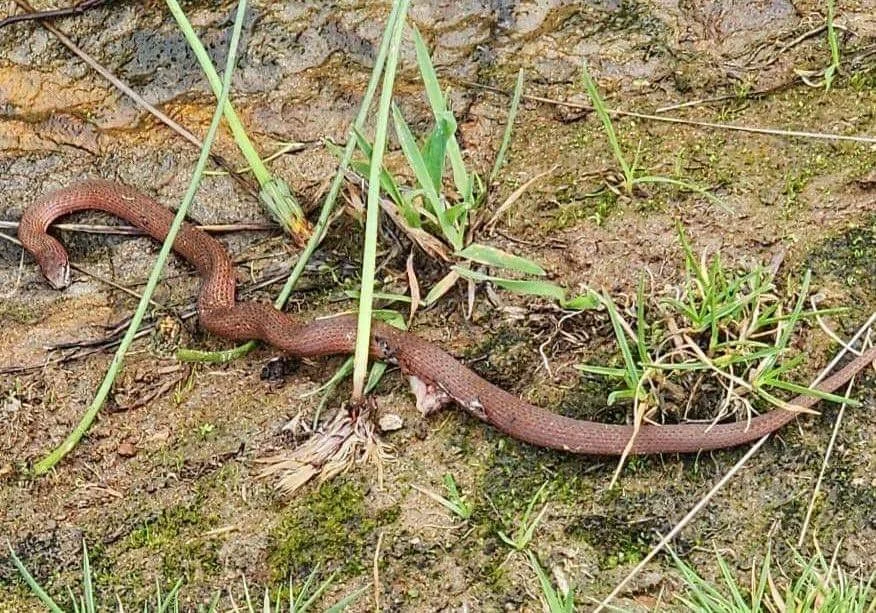 Snakes in the grass