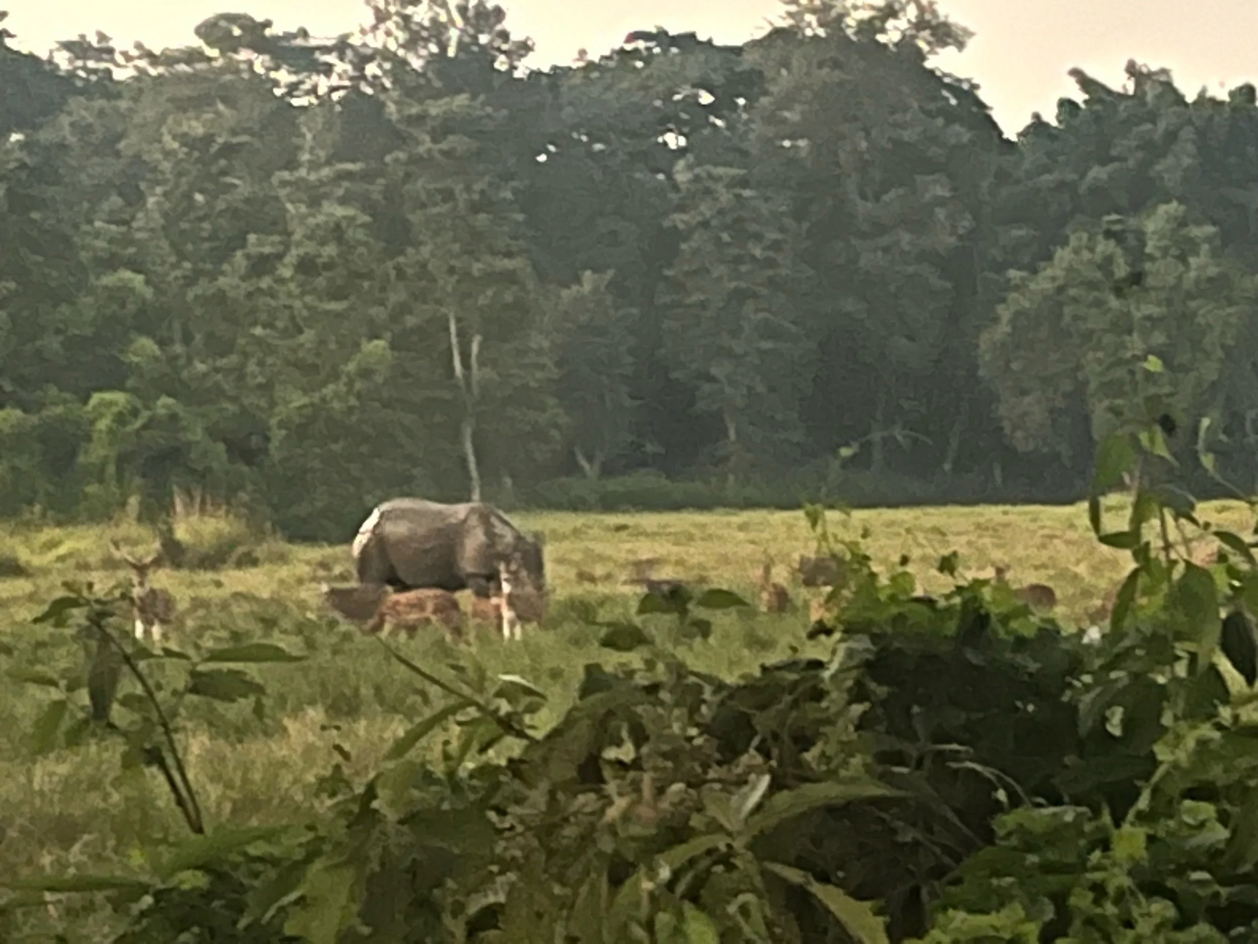 Rhino? What rhino?