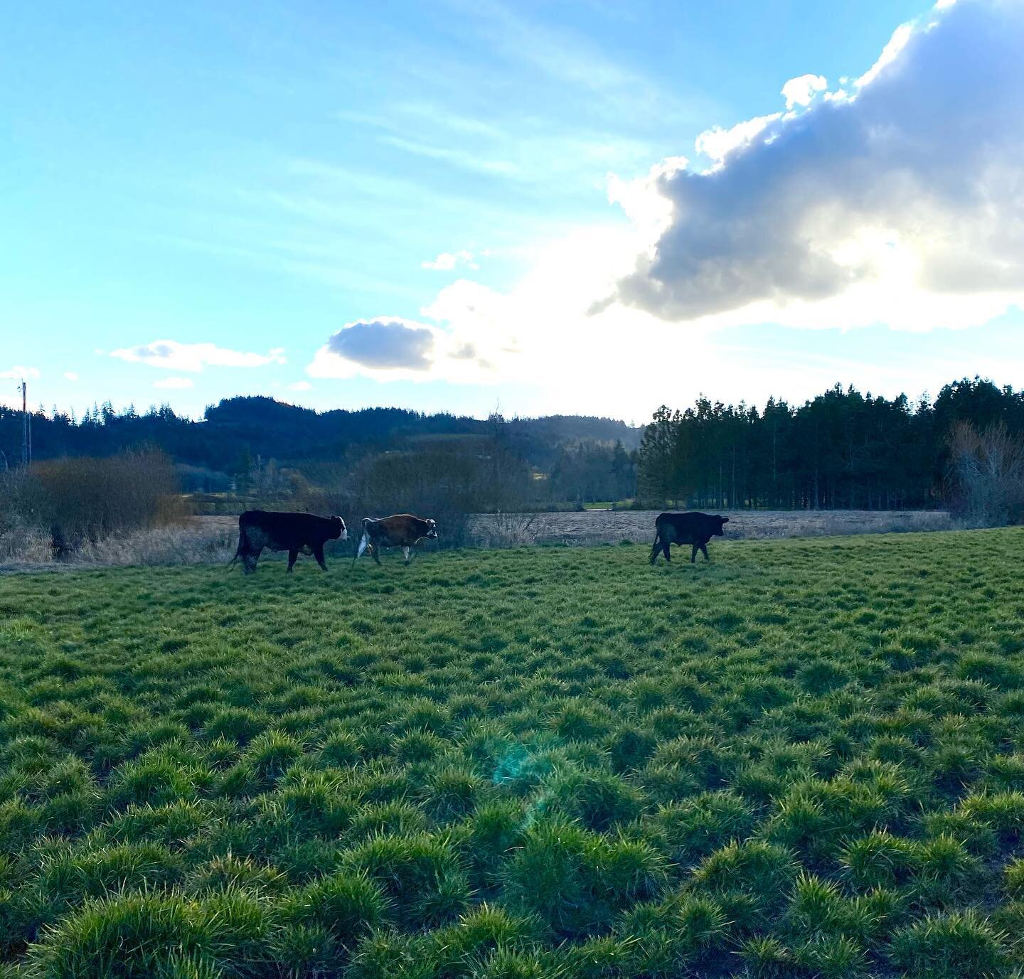 Our cows have a lot of fun, they love to wander, but always find their way back to the Estate. Be more like our cows, find your way back to our Estate!

We will be open 11-5 PM both Saturday &amp; Sunday. Reservations are encouraged, but not required