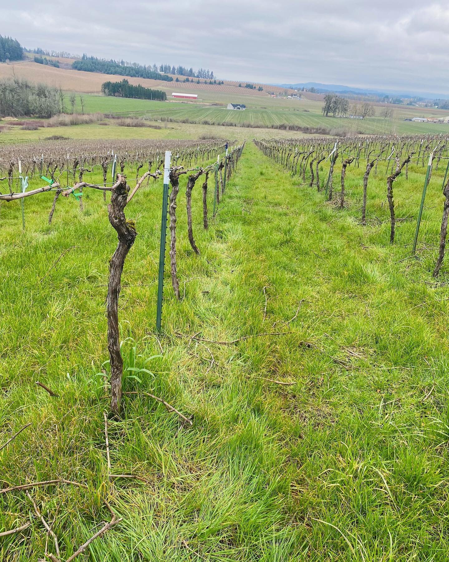 Pruning season is here! Our vines are getting prepped and ready for what we&rsquo;re hoping will be another beautiful growing season. Scroll all the way to see our pre-pruning 🪵

Come visit us this weekend and see the progress. We&rsquo;re open Satu