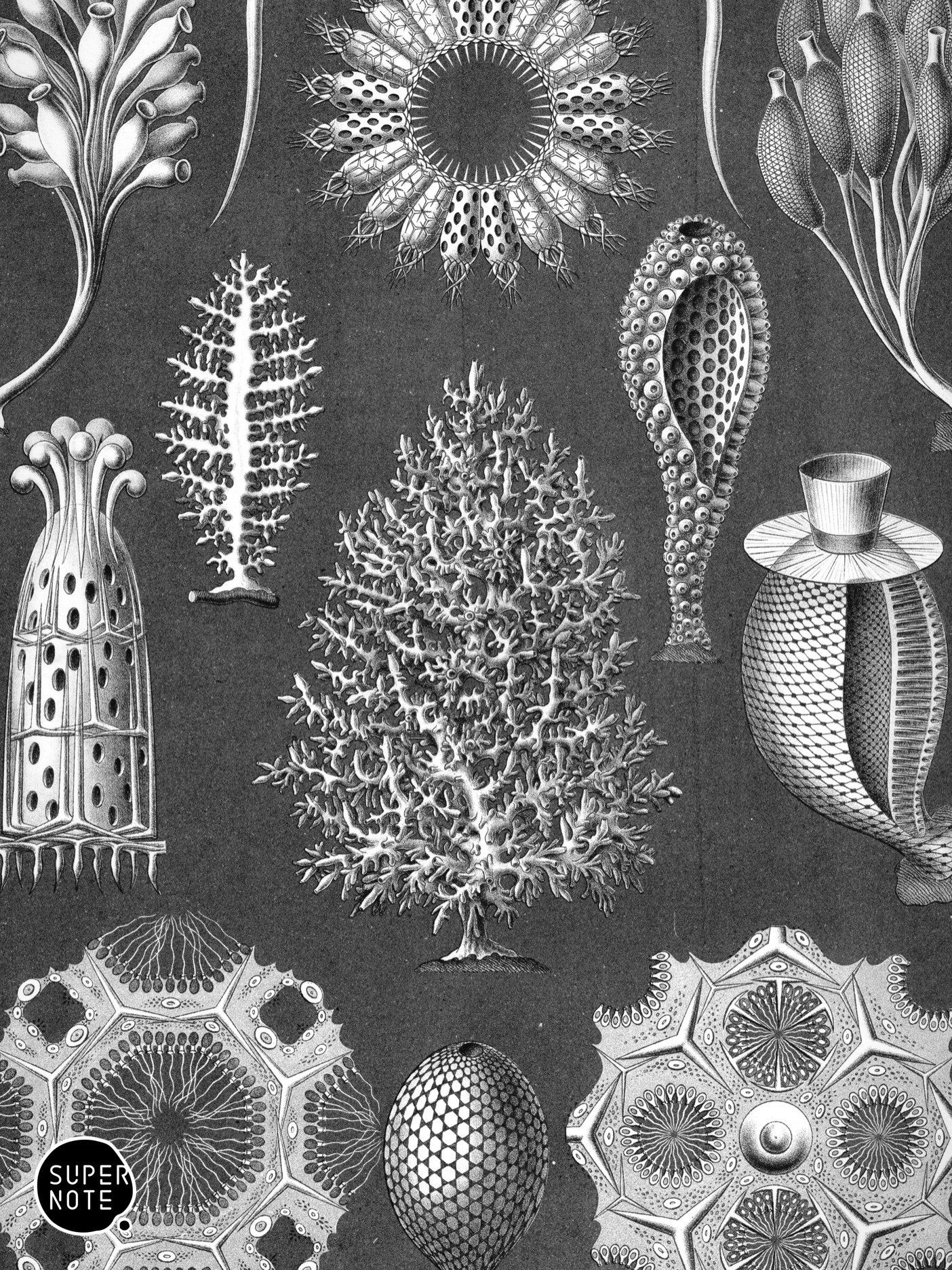 Supernote Screensaver - Ernst Haeckell #005