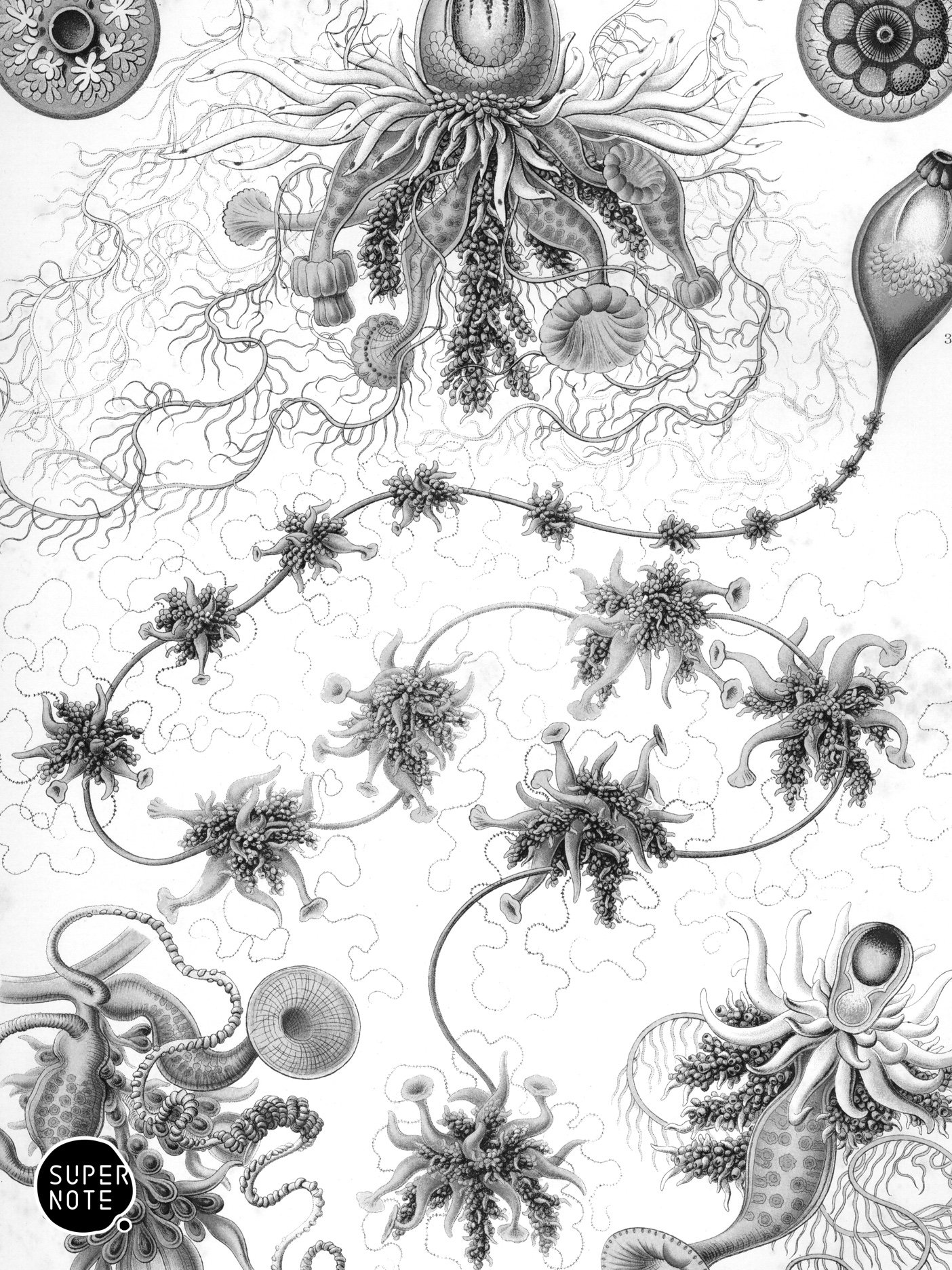 Supernote Screensaver - Ernst Haeckell #007