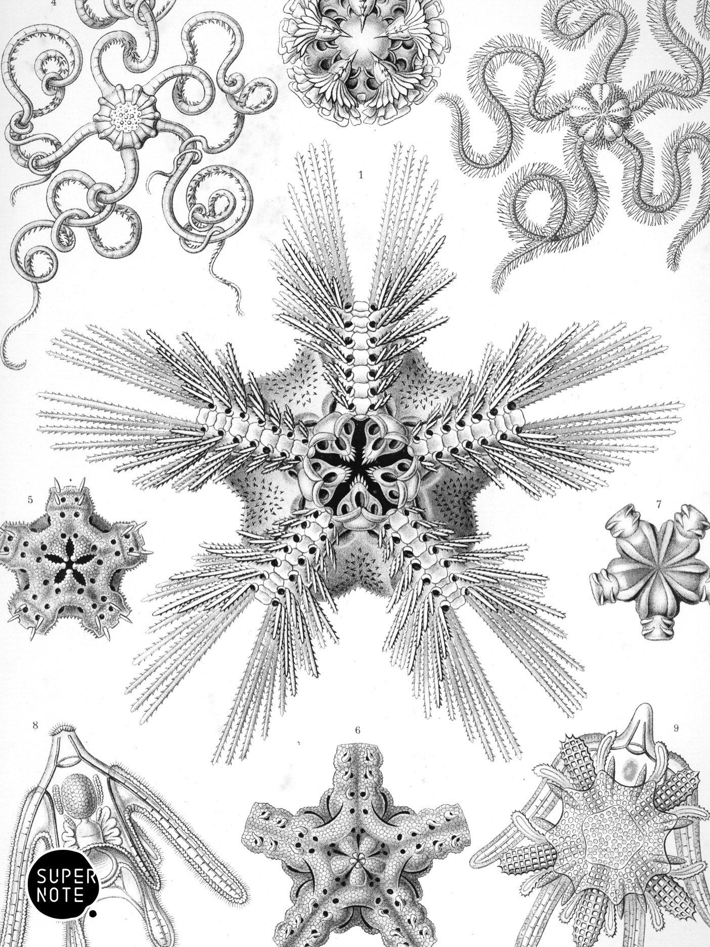 Supernote Screensaver - Ernst Haeckell #009