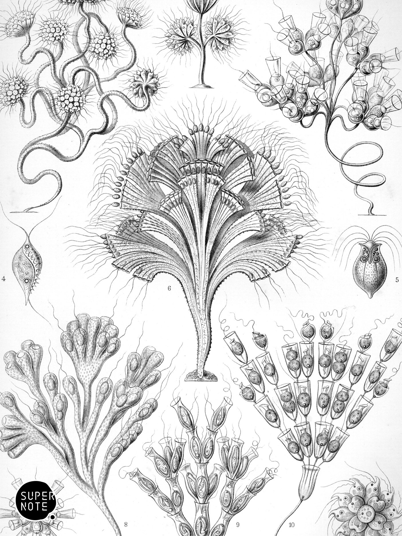 Supernote Screensaver - Ernst Haeckell #012
