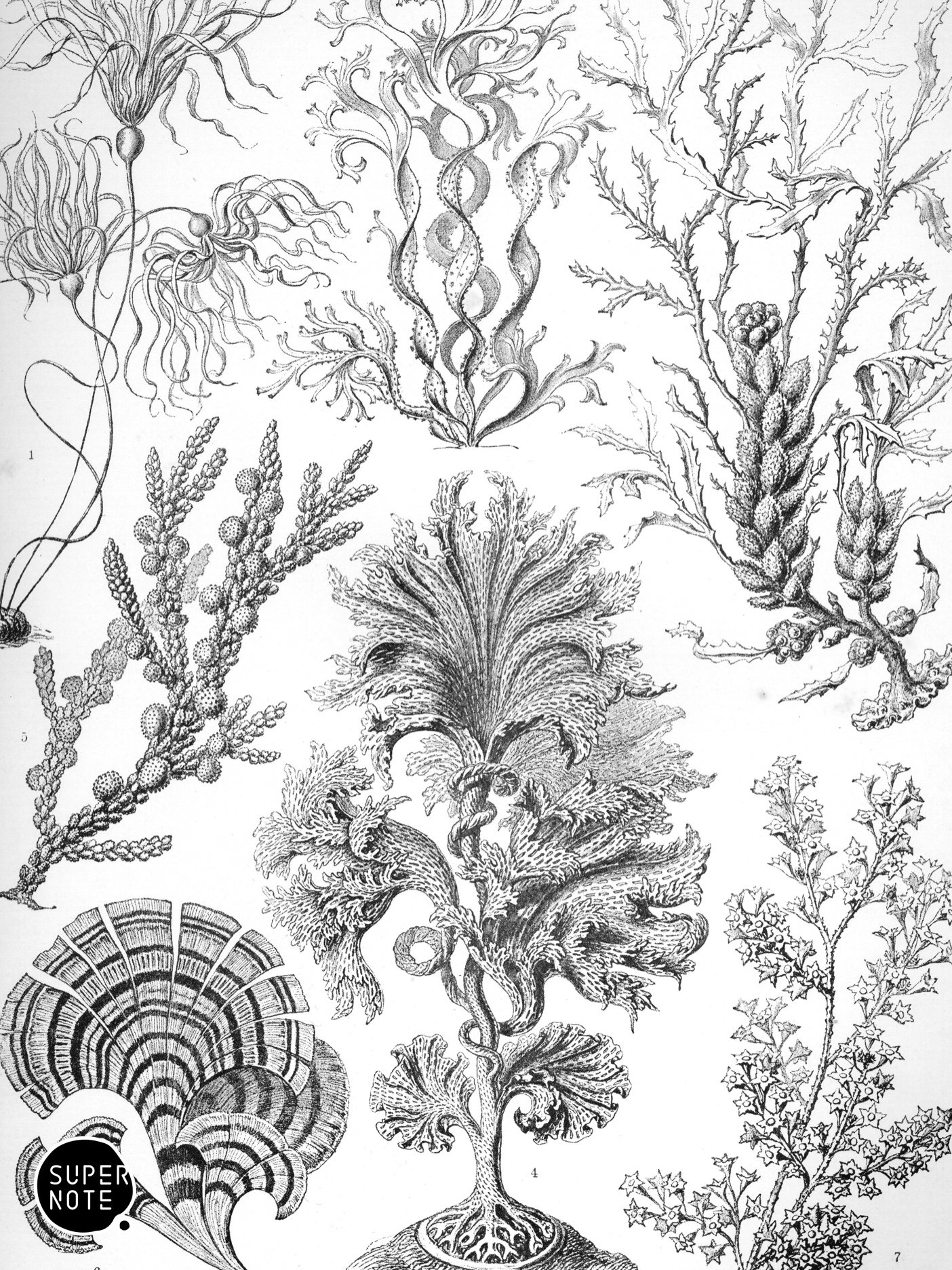 Supernote Screensaver - Ernst Haeckell #014