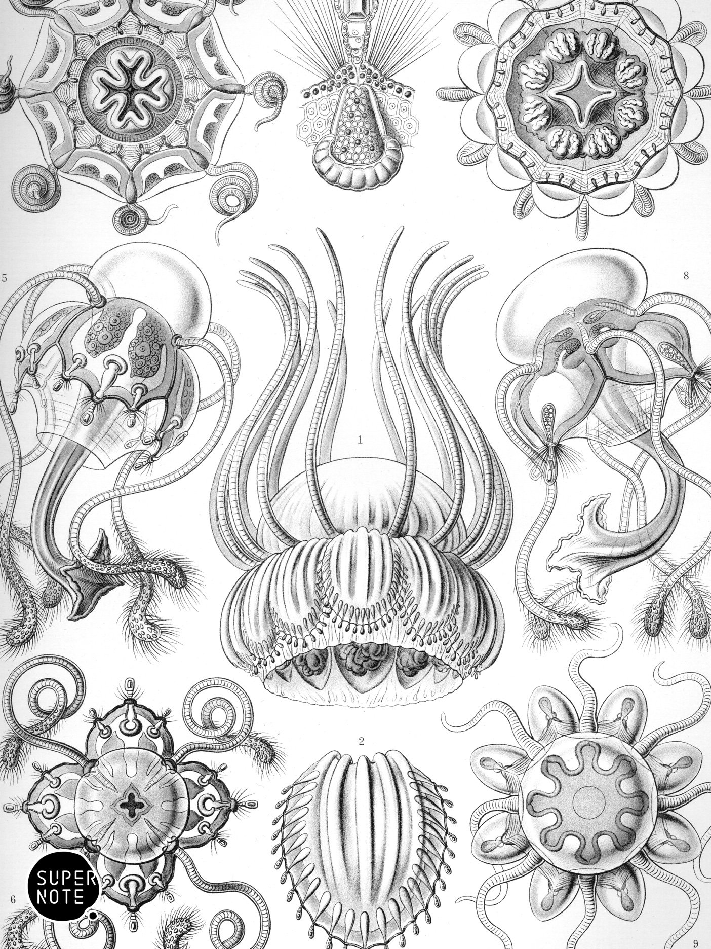 Supernote Screensaver - Ernst Haeckell #015