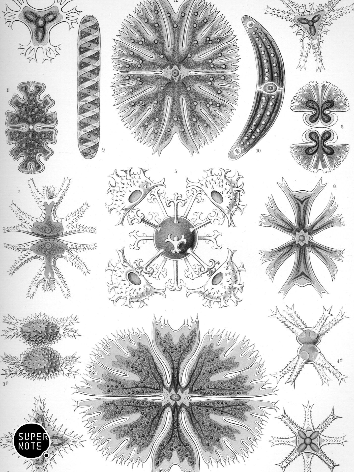 Supernote Screensaver - Ernst Haeckell #023