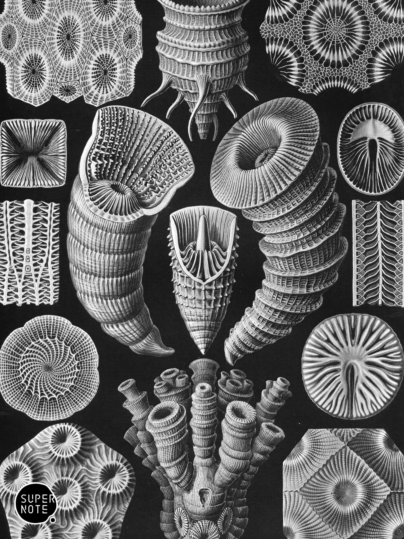Supernote Screensaver - Ernst Haeckell #028