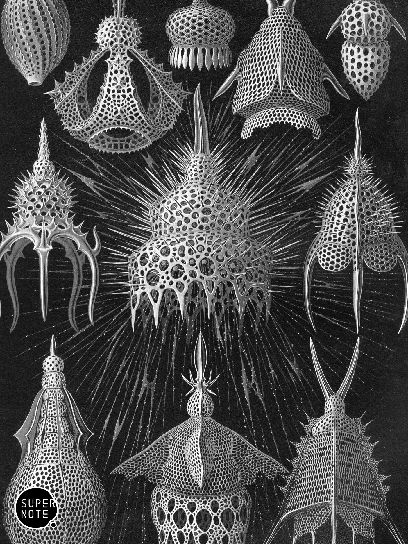 Supernote Screensaver - Ernst Haeckell #030