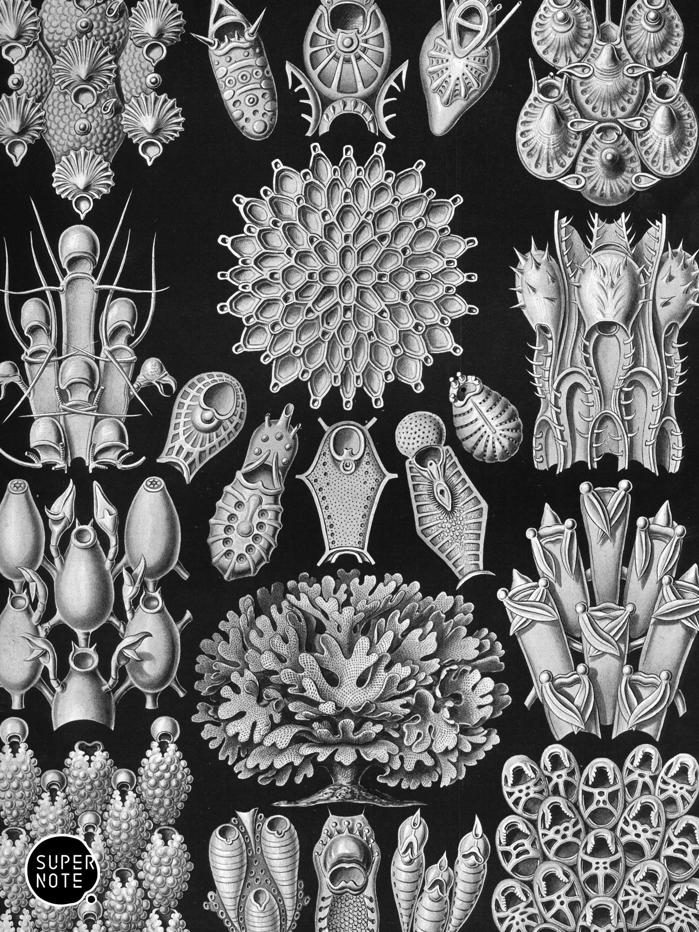Supernote Screensaver - Ernst Haeckell #032