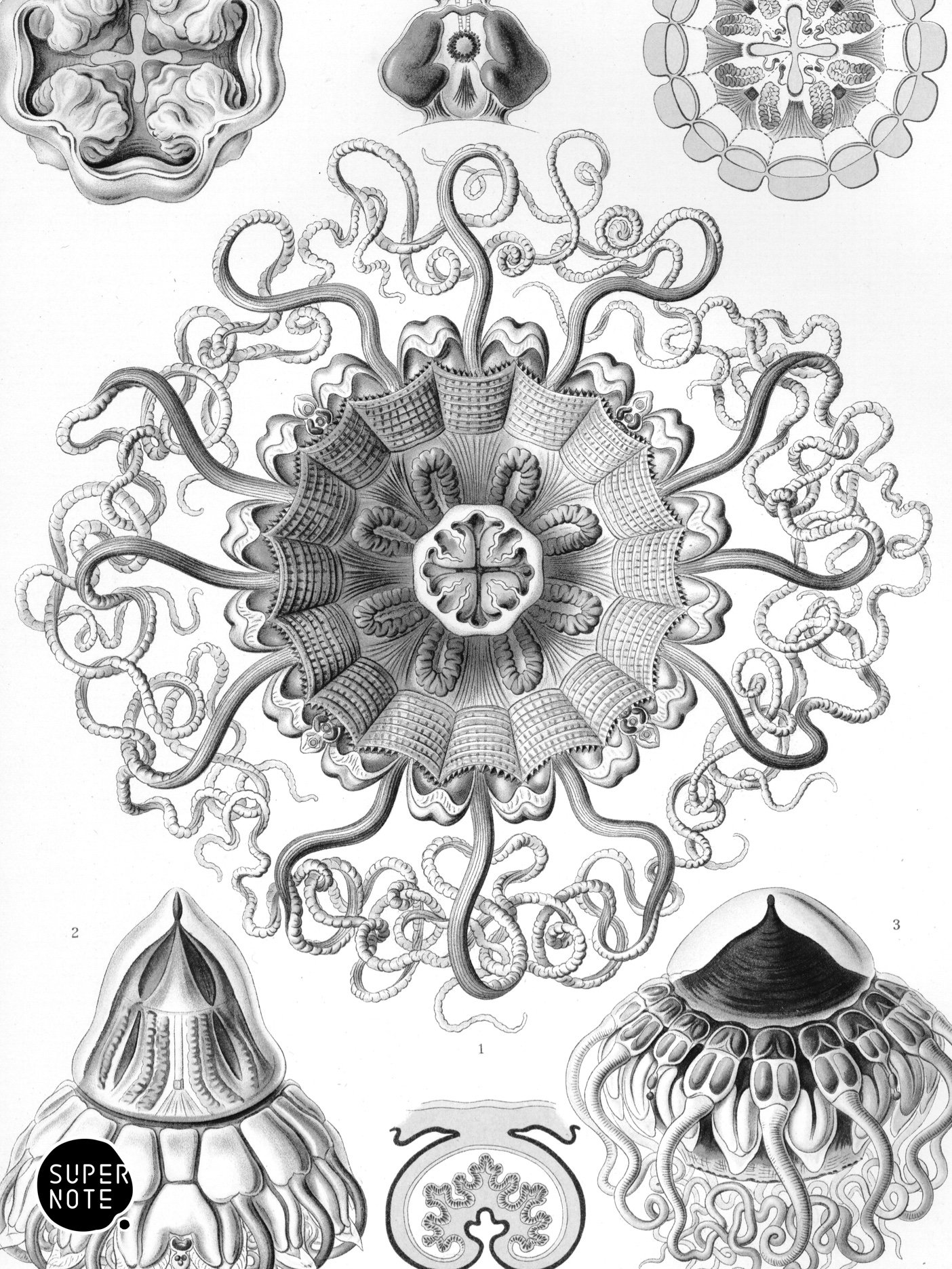 Supernote Screensaver - Ernst Haeckell #037